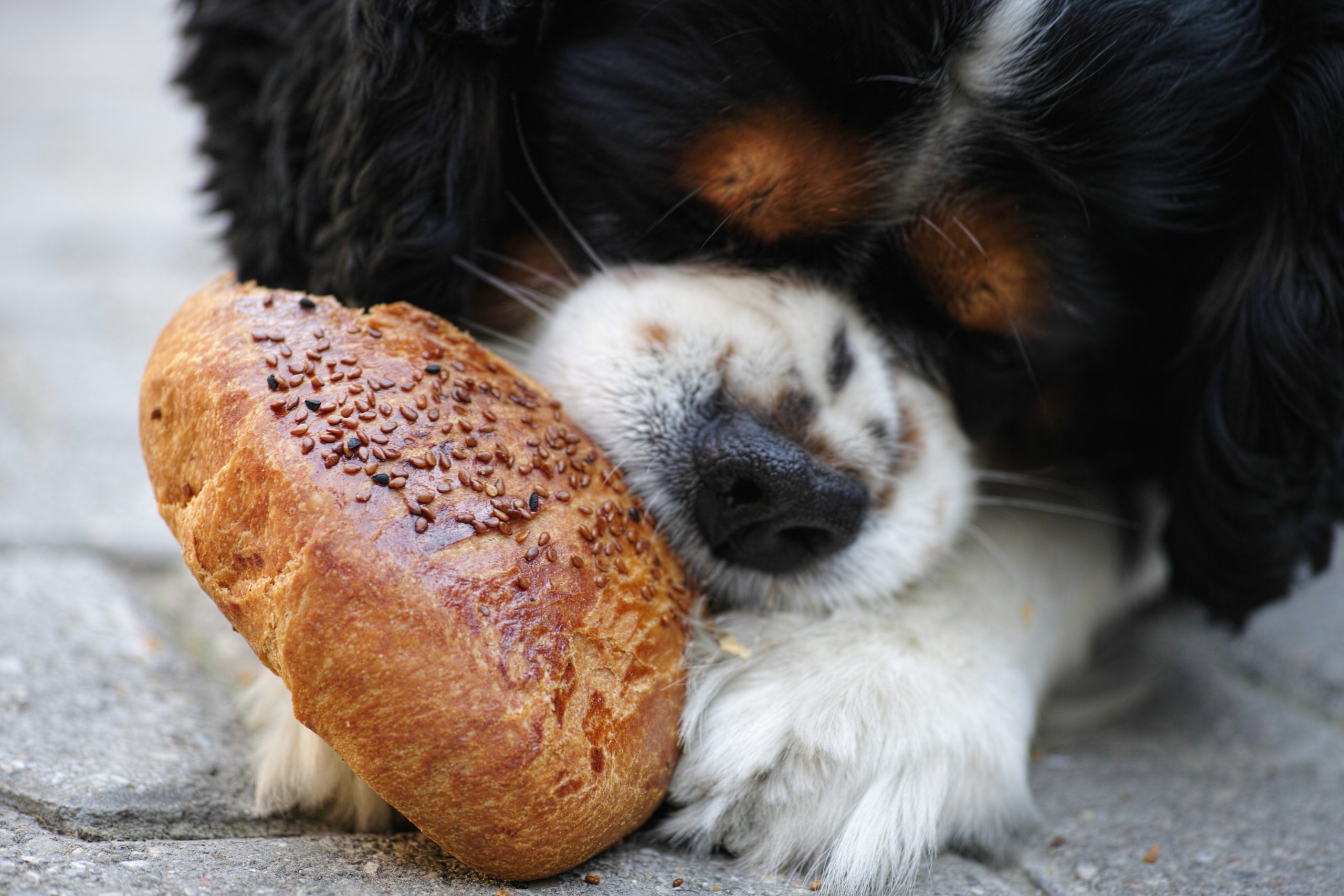 パン食べる犬