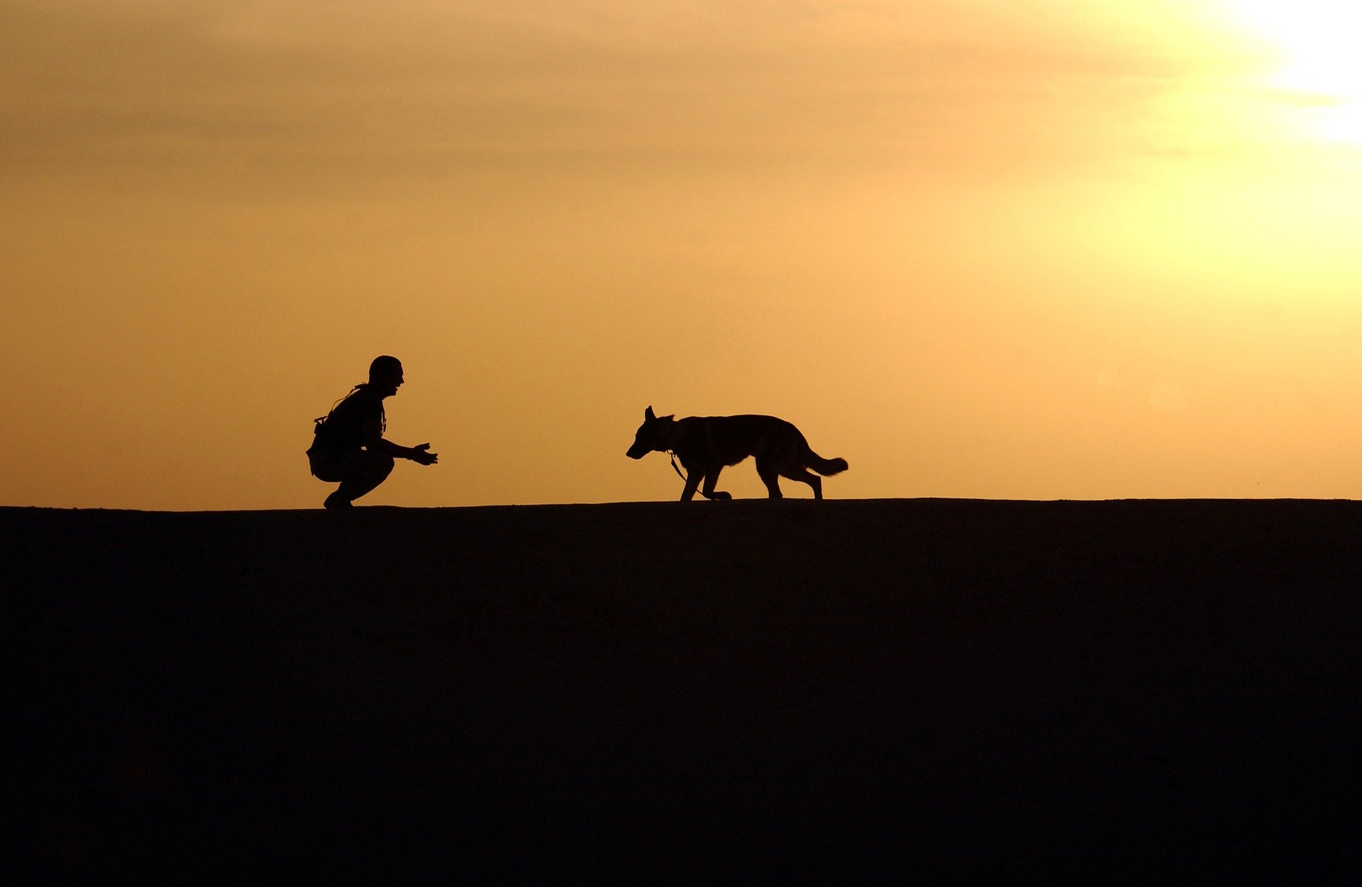夕焼けを背景に人と犬