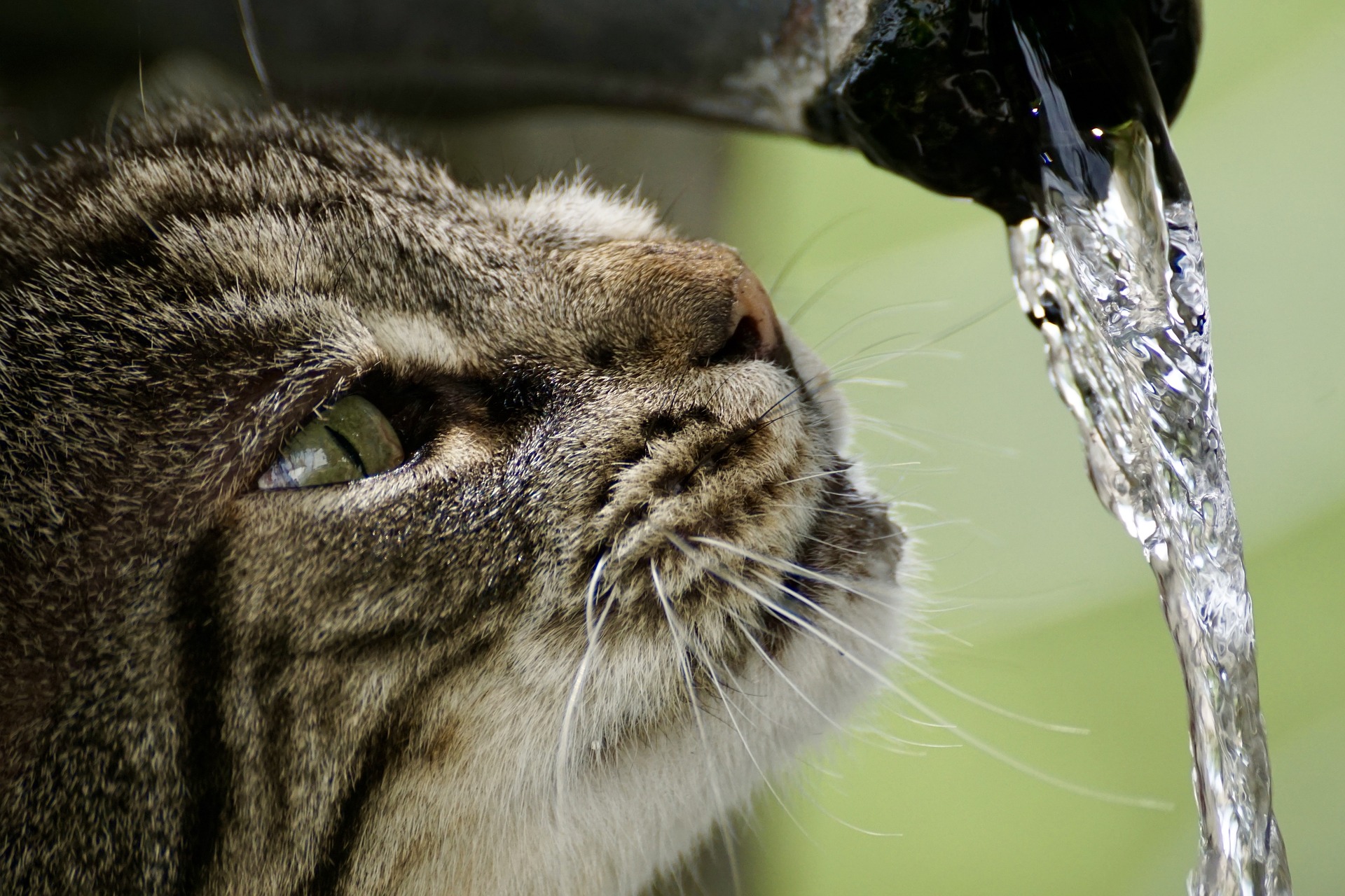 猫の水飲み行動