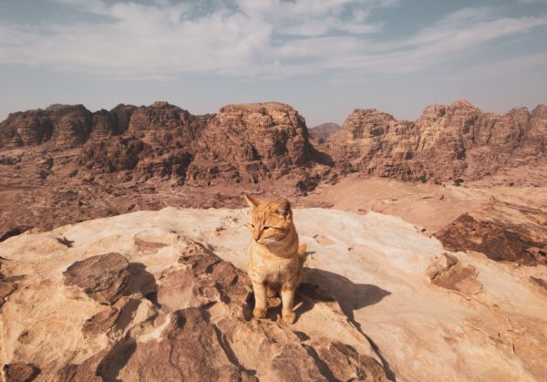 砂漠の猫