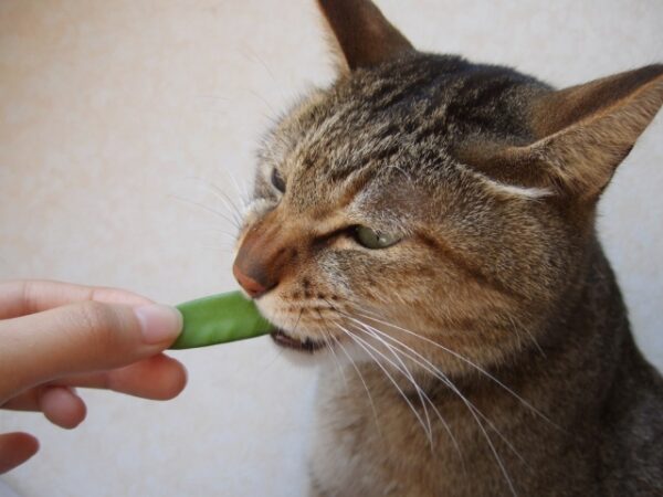 野菜食べる猫