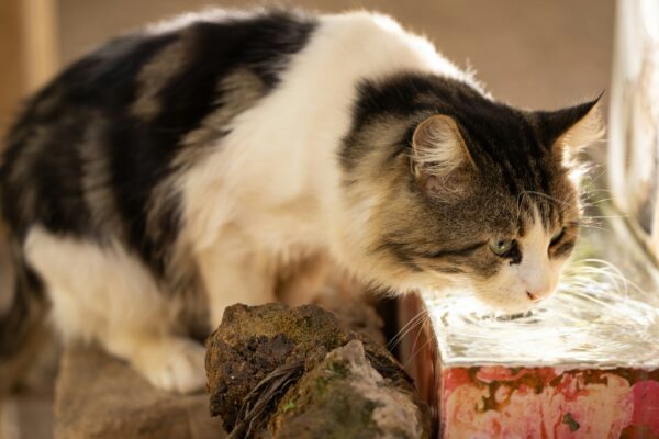 水飲む猫