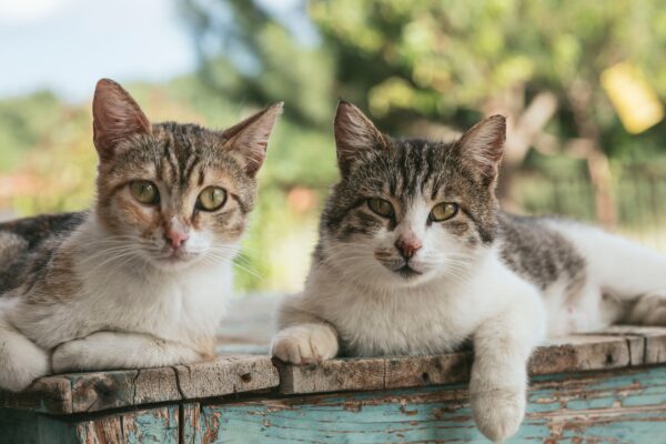 野良猫