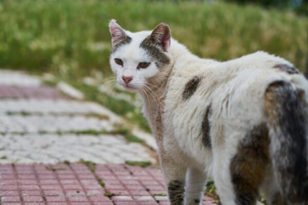 野良猫