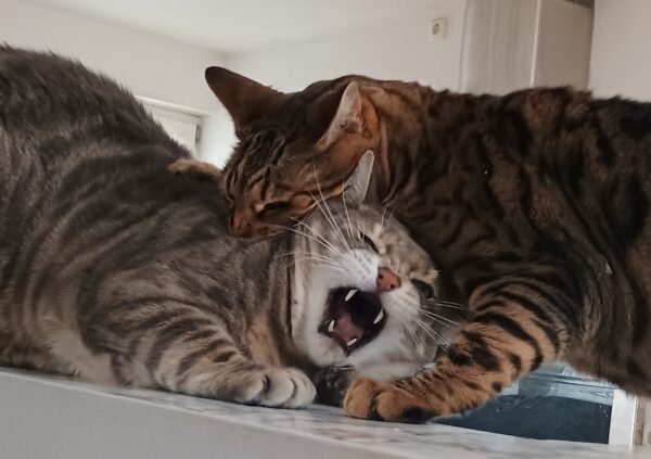 猫のけんか