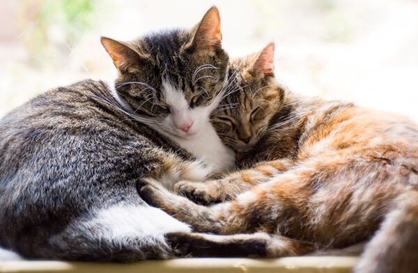 仲良し猫
