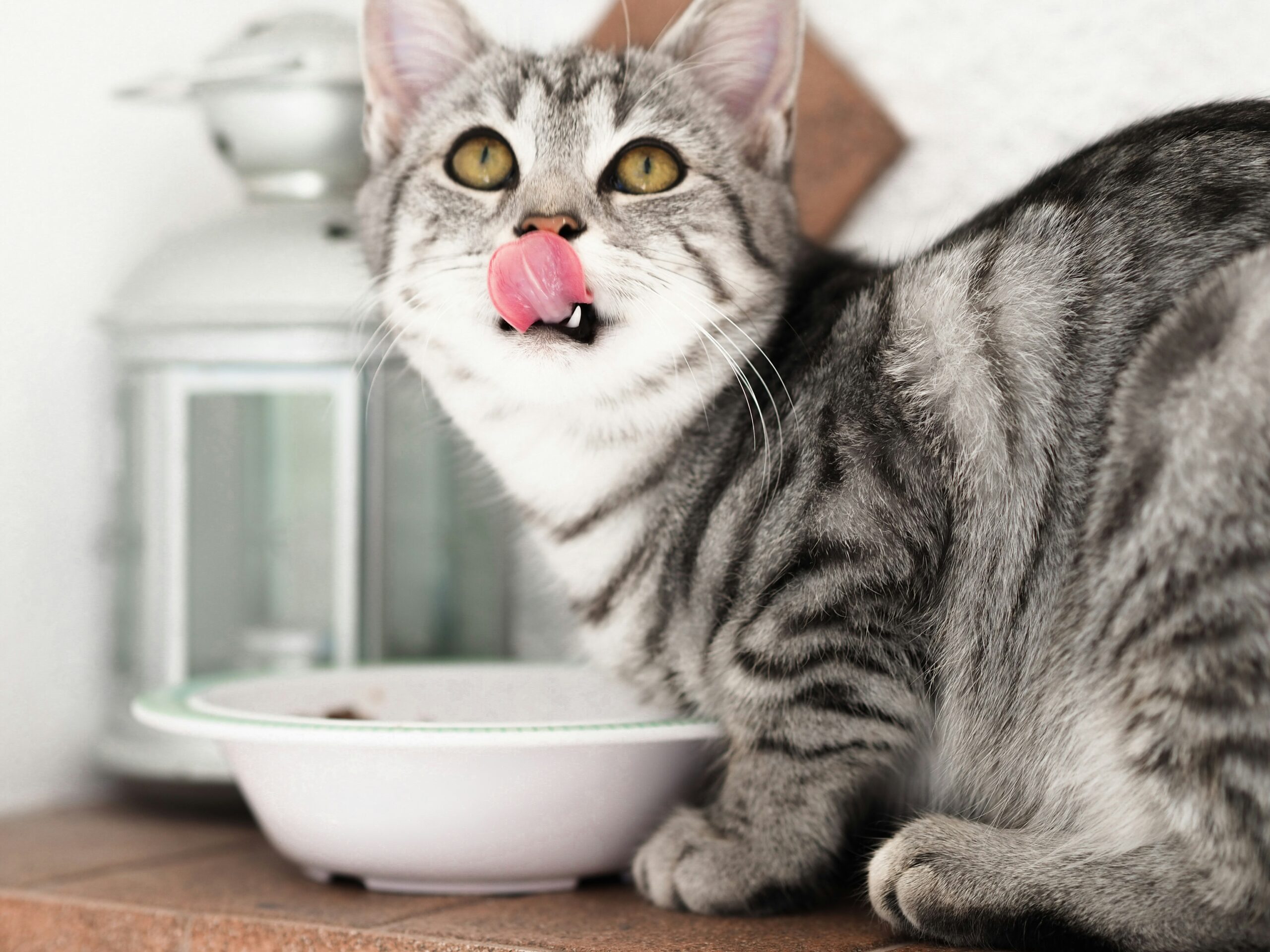 食事中の猫