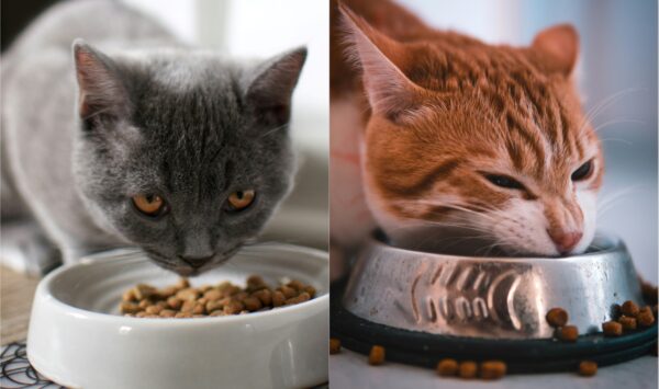 食べる猫